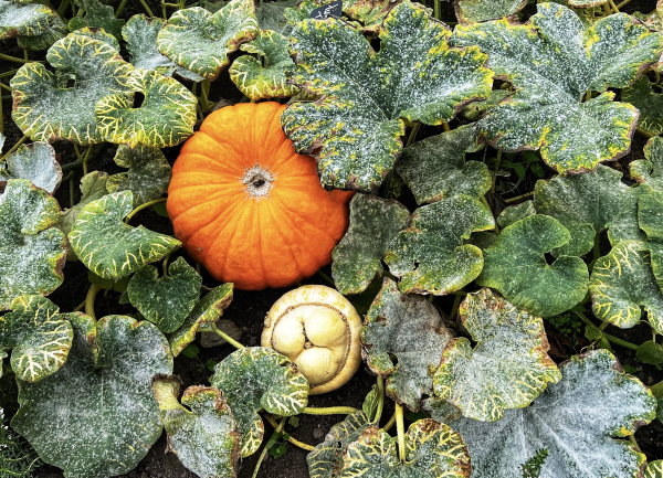 'Celebrating the Pumpkin!' by Angela Reid, Balsall Common u3a